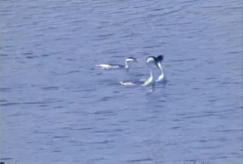 鸭子视频素材素材下载