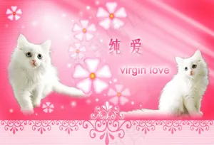 猫咪写真