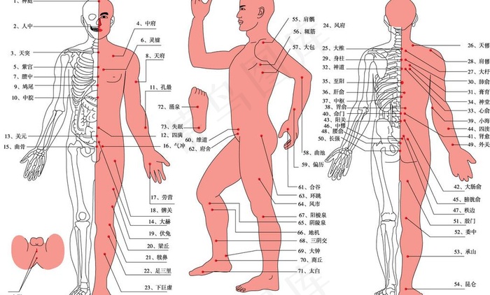 人体穴位图图片
