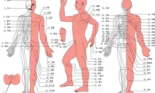 人体穴位图图片