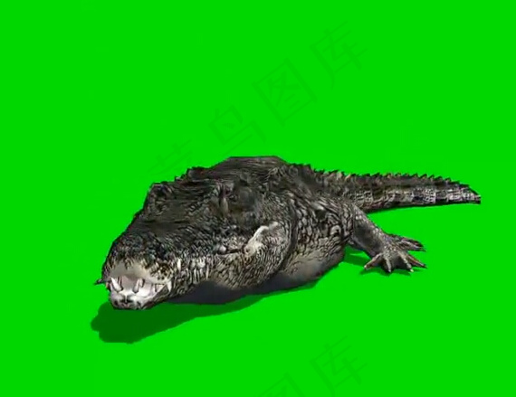 鳄鱼绿幕视频视频素材