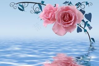 玫瑰图片