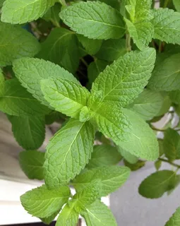 清新绿色薄荷草图片 清新绿色薄荷草图片