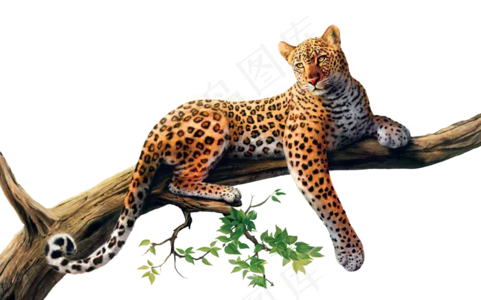 猎豹素材分层免扣大图