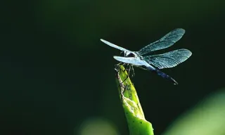蜻蜓图片