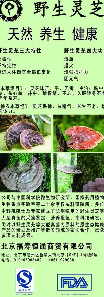 九天仙草 野生灵芝图片psd模版下载