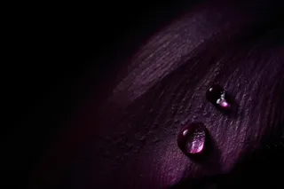 花瓣上的水珠图片