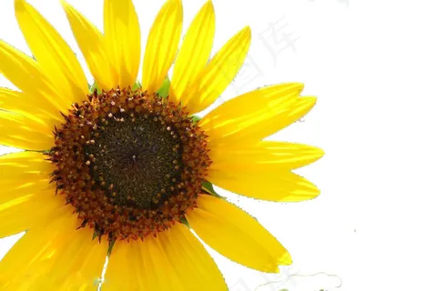 向日葵素材