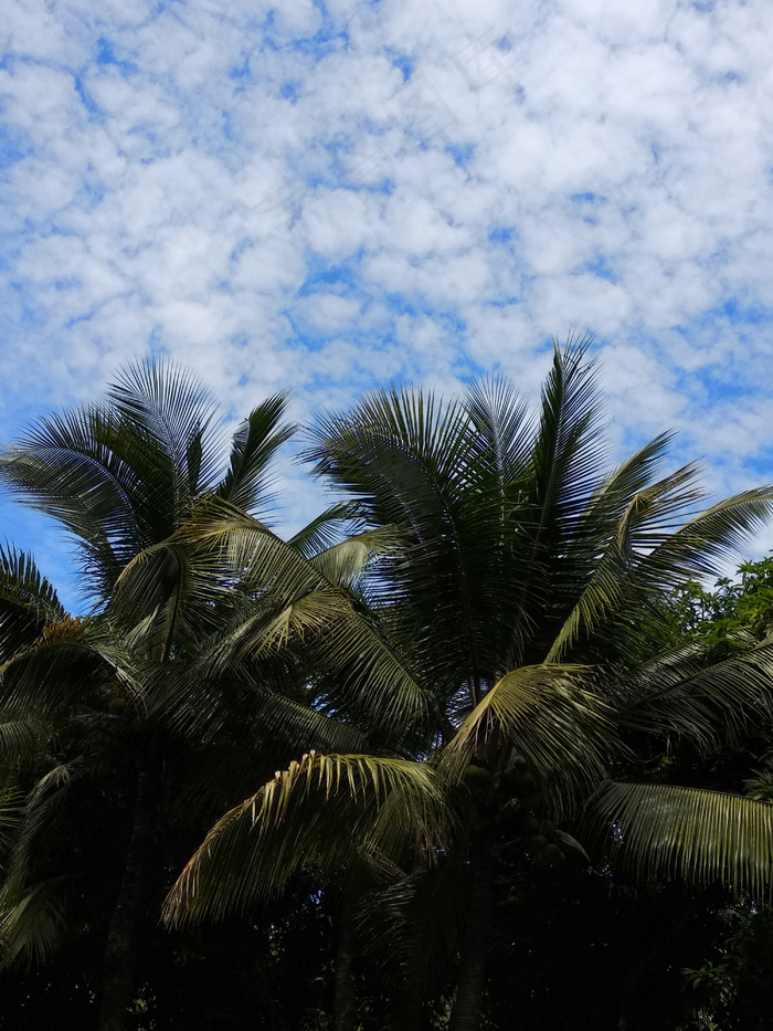 蓝天下的椰子树