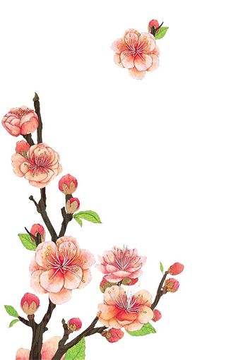 桃花 桃花树枝 手绘桃花