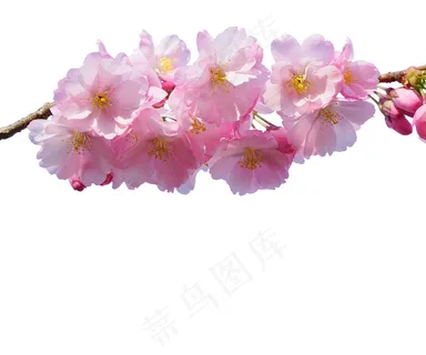 樱花 樱花枝条