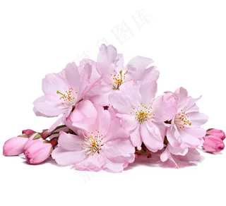 樱花 樱花图片
