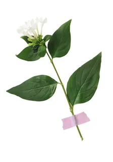 鲜花 鲜花照片 鲜花 鲜花照片