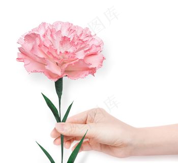 粉色康乃馨 手拿康乃馨
