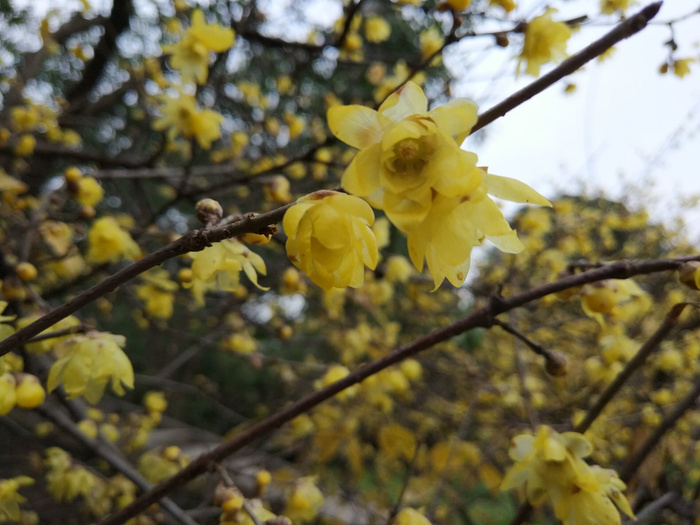 黄色的梅花