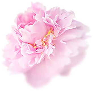 牡丹 牡丹花 鲜花