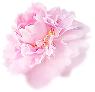 牡丹 牡丹花 鲜花