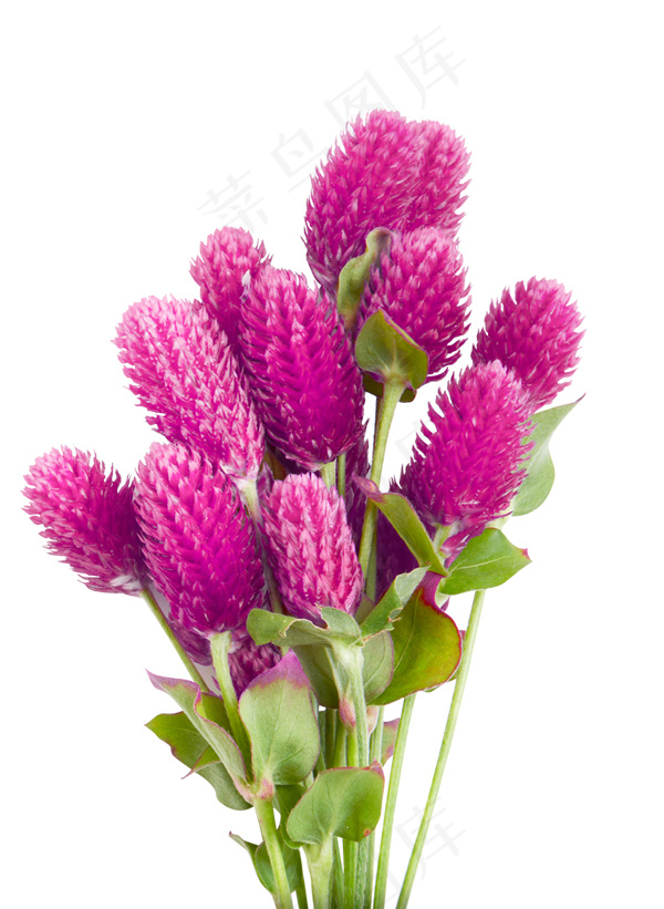 千日红 鲜花图片 红色鲜花