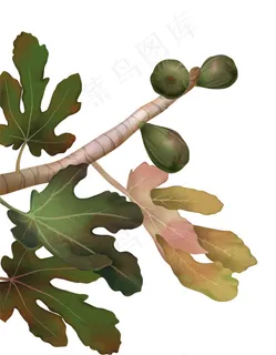 手绘植物素材 手绘植物素材
