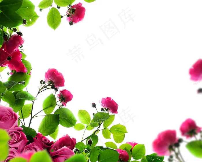 玫瑰花边框 玫瑰底图psd模版下载