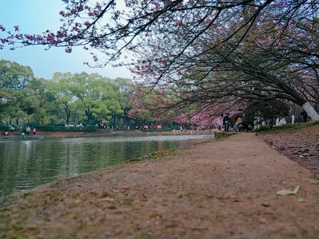 湖边樱花风景