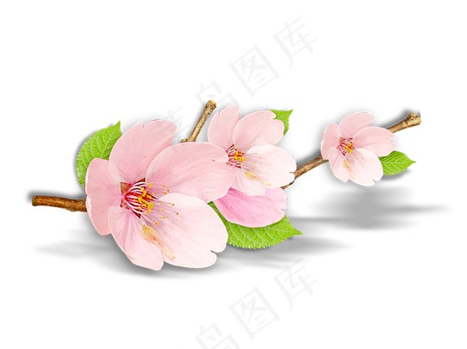 樱花 樱花枝条psd模版下载