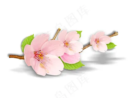 樱花 樱花枝条