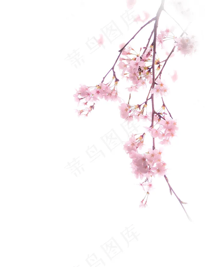 桃花 桃花树枝psd模版下载