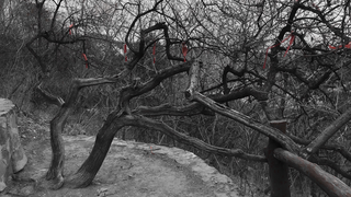 黑白枯藤老树景色