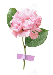 粉色鲜花 百合花