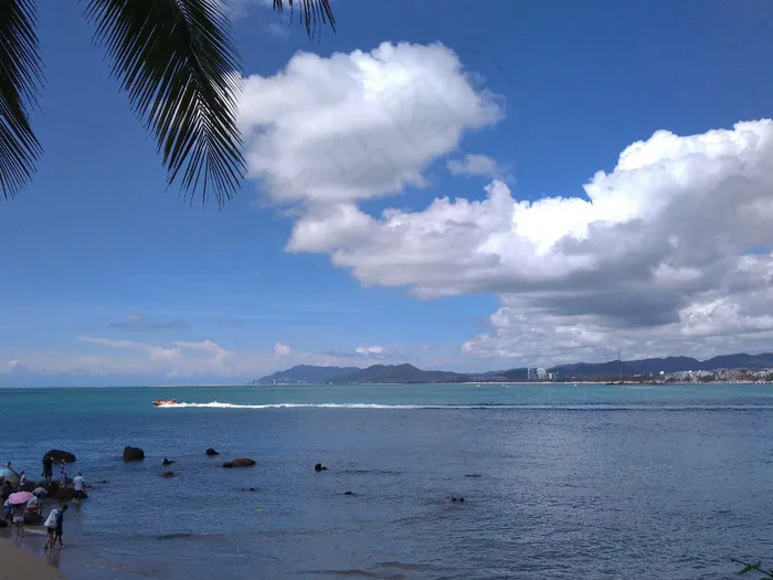 海边的椰子树