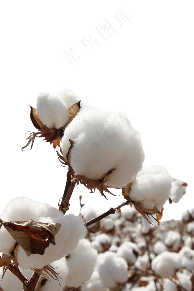 棉花免扣素材