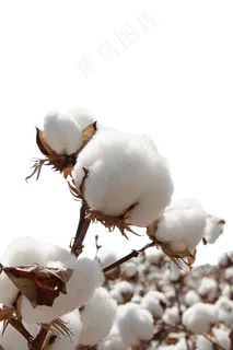 棉花免扣素材 棉花免扣素材