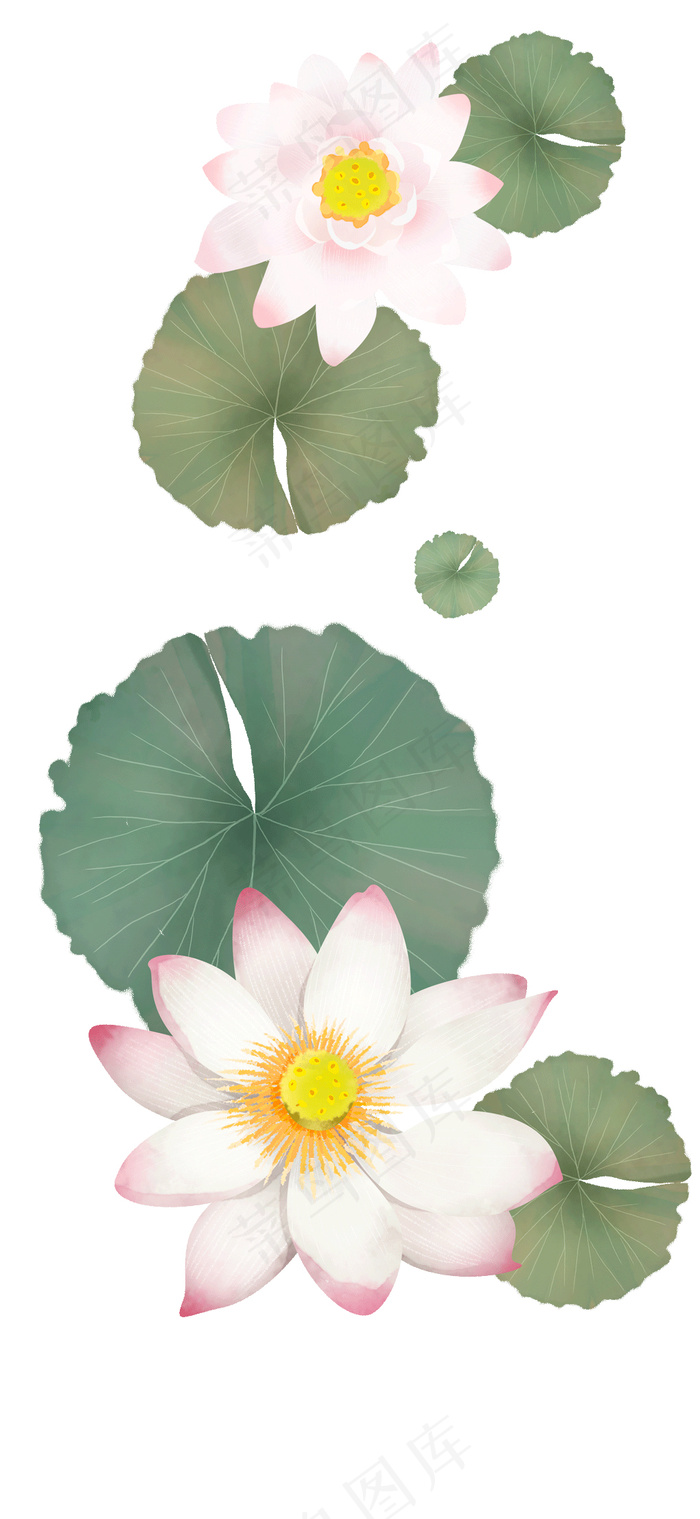 荷花荷叶 荷花 荷叶