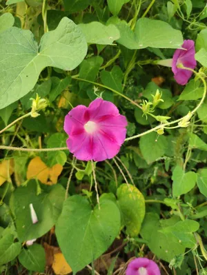 牵牛花