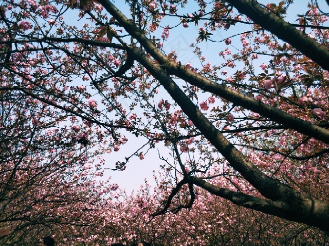 樱花风景