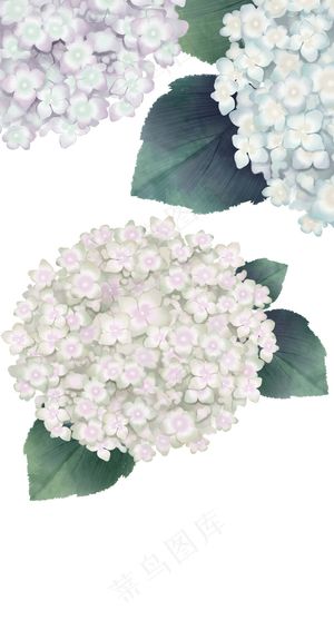 绣球花 粉色绣球花 白色绣球花