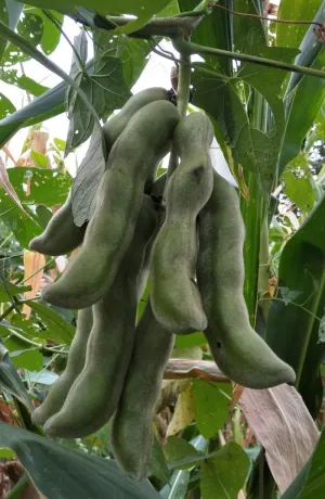 绿色蔬菜毛豆