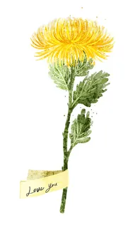 茉莉花 手绘鲜花 茉莉花 手绘鲜花