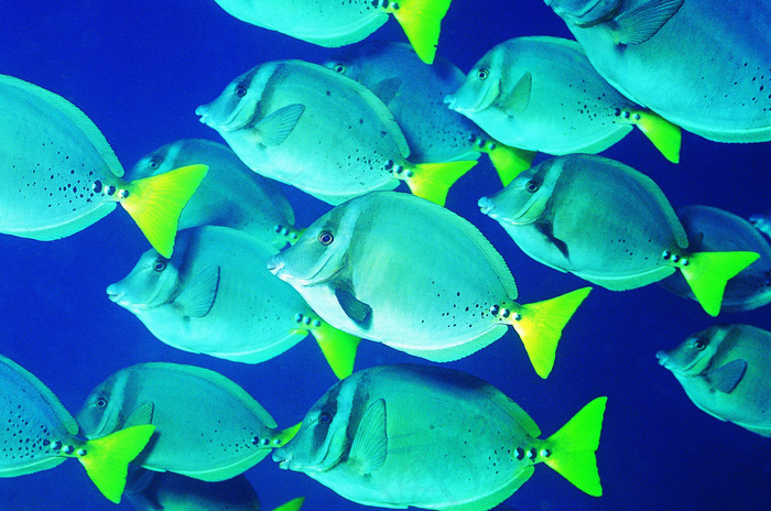 海洋生物摄影图片素材