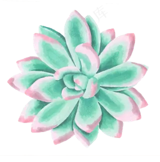 绿色清新多肉图片素材