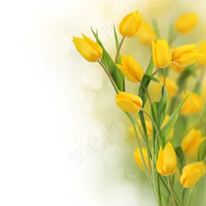 梦幻郁金香鲜花背景