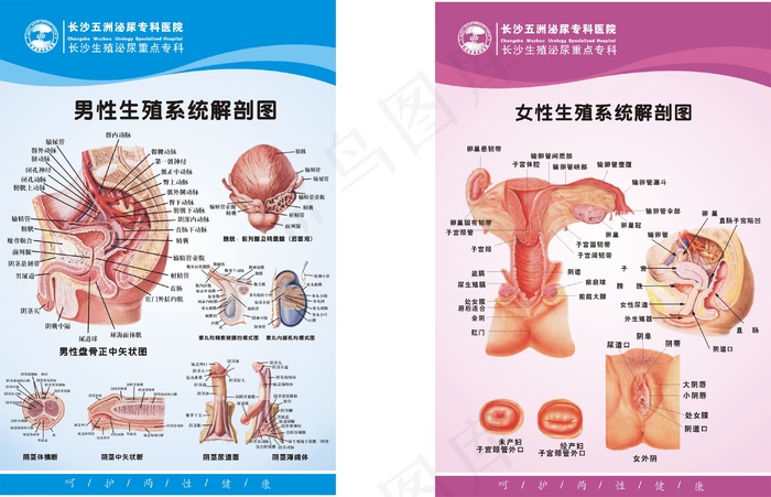 两性生殖系统医疗展板