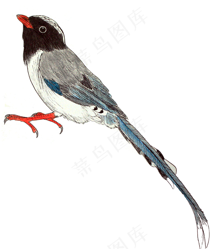 彩铅手绘红嘴蓝鹊图片