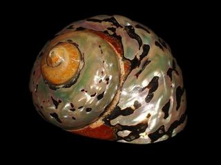 海螺免抠素材PSD分层