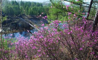 春天木屋的杜鹃花图片