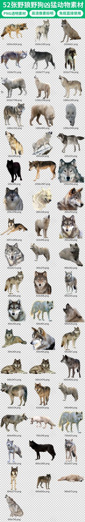 野生动物野狼野狗凶猛动物素材