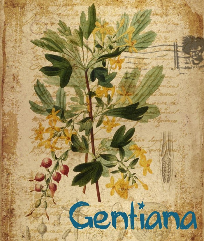 欧式复古水彩花卉图片