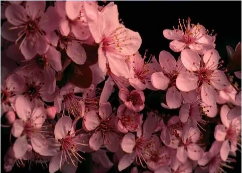 春天的桃花