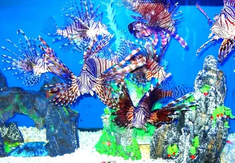 水族馆热带鱼图片